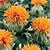 Safflower Seeds