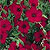 Scarlet Flax Seeds