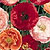 Shirley Poppy Seeds