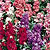 Stock Seeds
