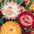 Strawflower Seeds
