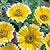Tidytips Seeds