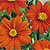 Tithonia Seeds