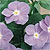 Vinca Seeds