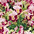 Wishbone Flower Seeds
