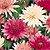 Xeranthemum Seeds