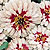 Zinnia Seeds