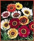 Rainbow Mix Tricolor Chrysanthemum