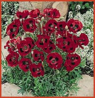 Lady Bird Flanders Poppy