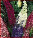 Butterfly Bush Mix Seeds