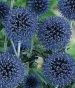 Perennial Seeds