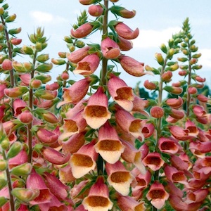 Foxglove, Polka Dot Pippa Hybrid, Perennial Flower Garden Seeds