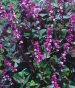 Flowering Vines Seeds