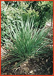 East Indian Lemon Grass