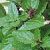 Basil Seeds