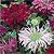 Bee Balm Seeds