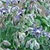 Borage Seeds