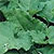 Burdock Seeds
