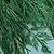 Caraway Seeds