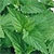 Catnip Seeds