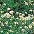 Chamomile Seeds