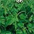 Chervil Seeds