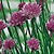 Chives Seeds
