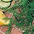 Dill Seeds