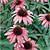 Echinacea Seeds