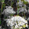 Garlic Chives Seeds