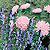 Hyssop Seeds