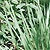 Lemon Grass Seeds