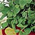 Marjoram Seeds