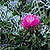 Milk Thistle Seeds