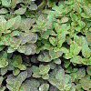 Oregano Seeds