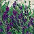Skullcap Seeds