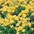 St. John's Wort Seeds