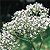 Valerian Seeds