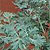 Wormwood Seeds