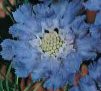 Online Seed Catalog - Garden Seeds - Flower seeds - Vegetable seeds - Bulk Seed Catalog Varieties