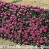 Table Mountain Ice Plant Seeds