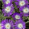 Stardust Ice Plant Seeds