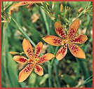 Freckle Face Blackberry Lily
