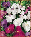Shimmer Mixed Spiderwort