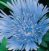 Stokesia Seeds
