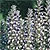 Acanthus Seeds