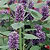 Agastache Seeds