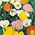 Alpine Poppy Seeds