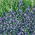Anchusa Seeds
