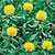 Armenian Basket Flower Seeds